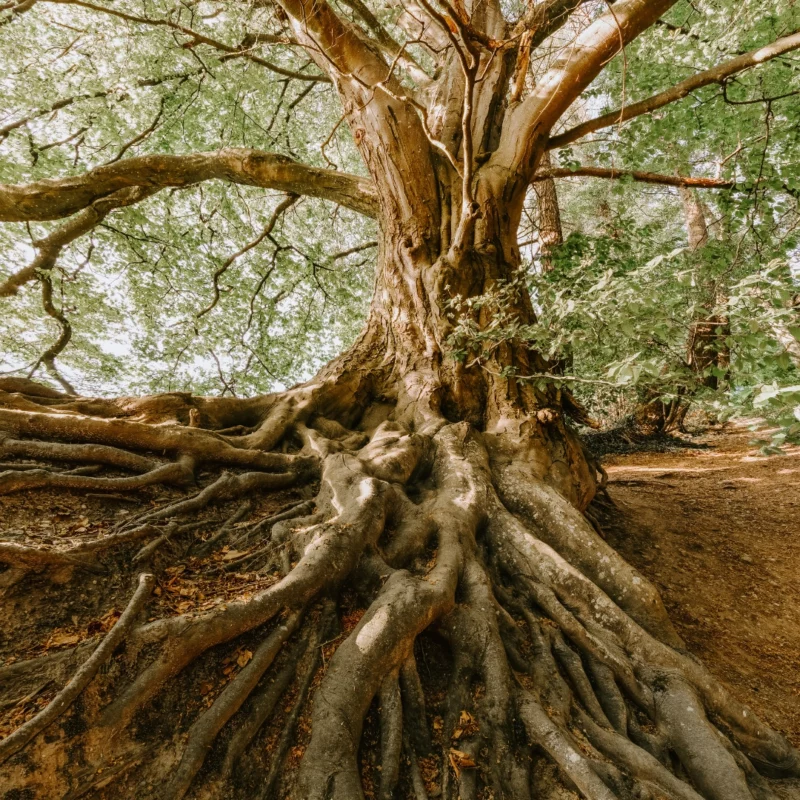 How do you give a tree of life piece of jewellery as a present?